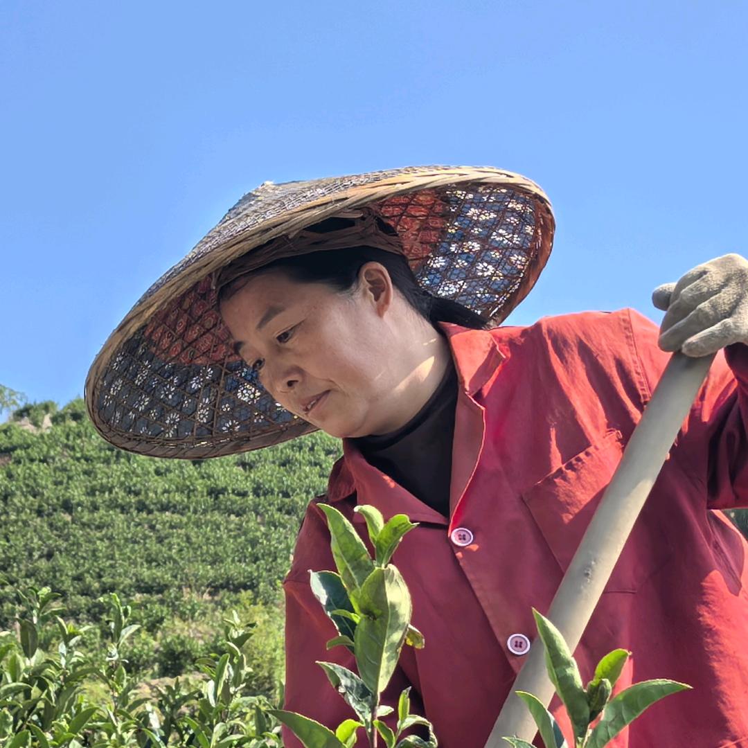宏英茶业