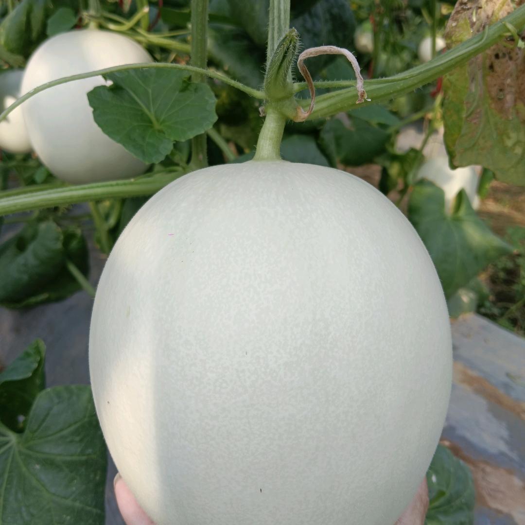 八所咏兰花卉工作室