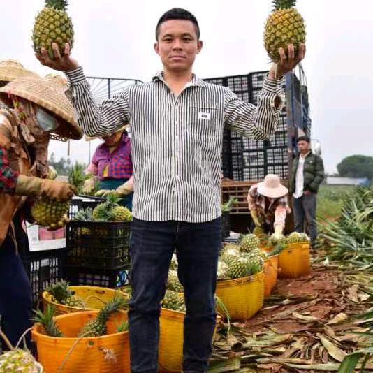 徐闻县下洋镇魏忠才水果种植部