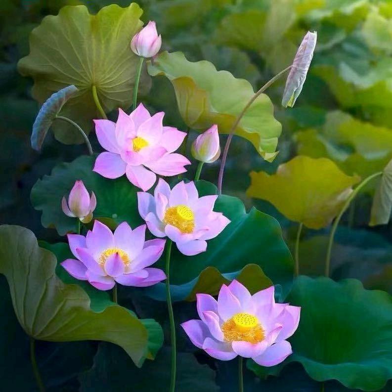 心悦❤