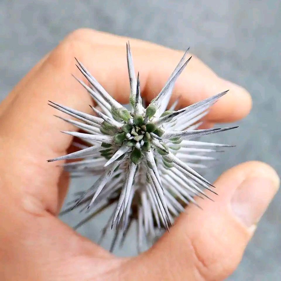 是我呀