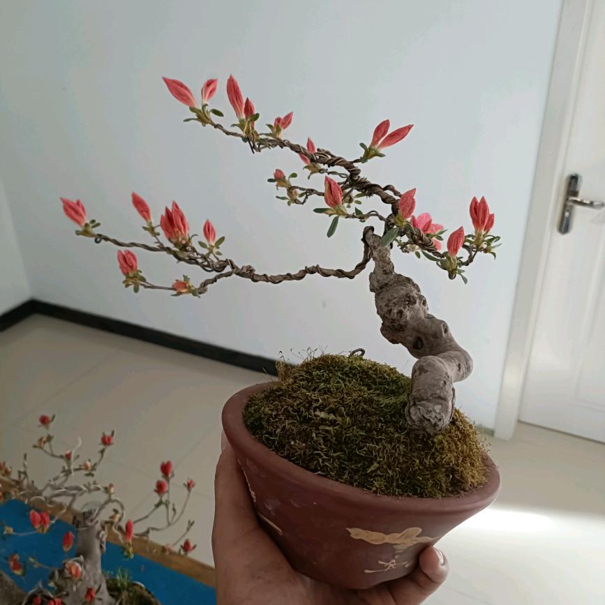 六安抱石盆树