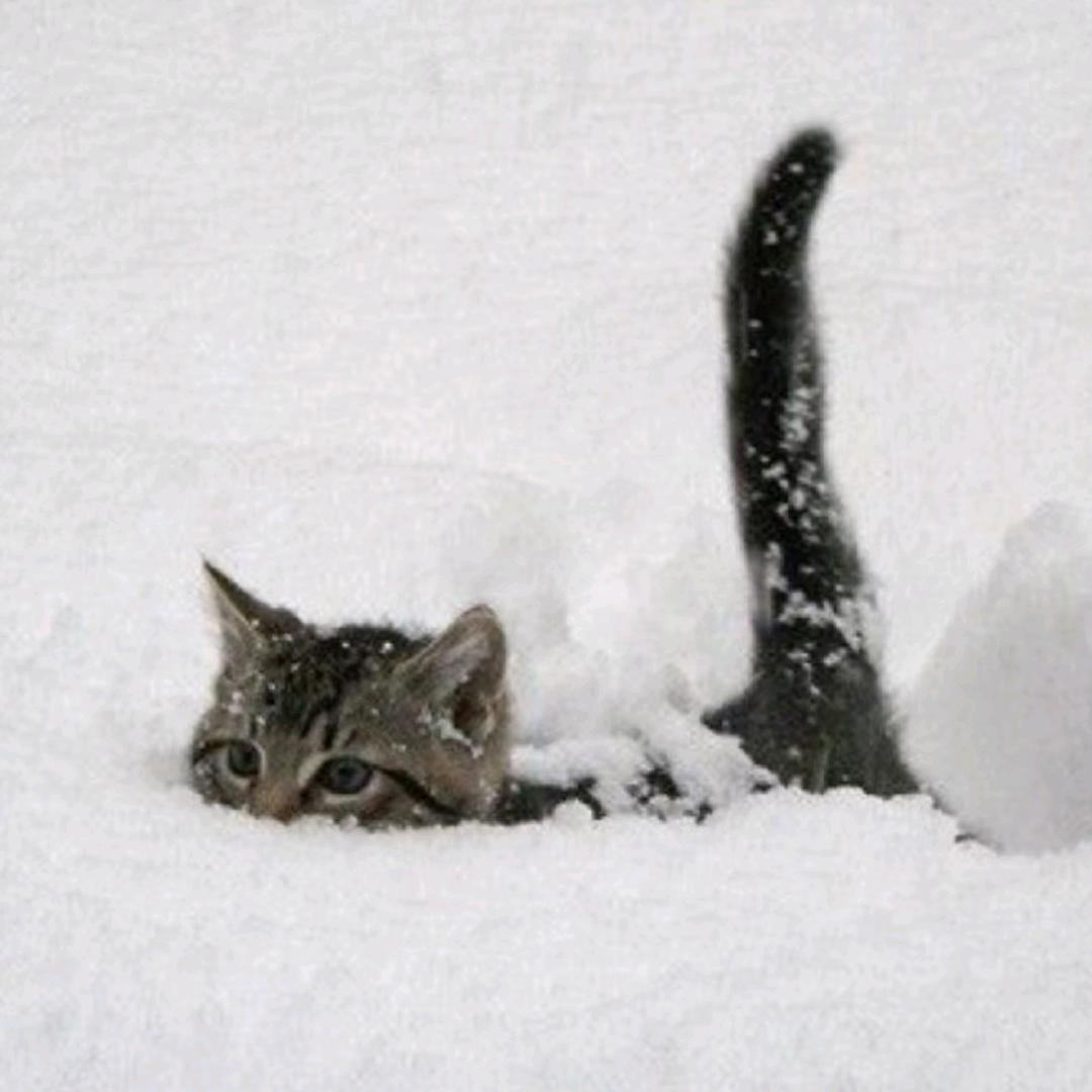 惹人爱的猫°