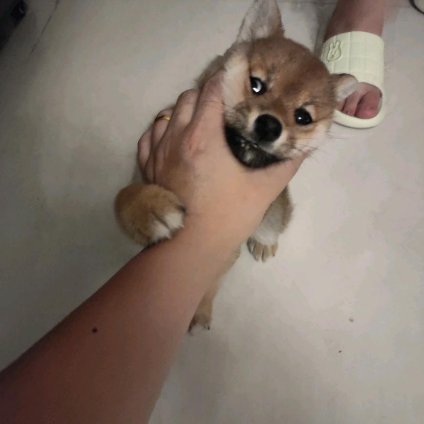 一个小乖🐶