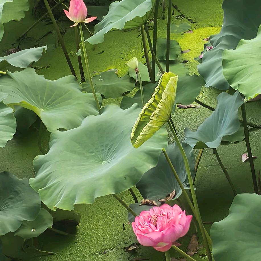 ℒℴѵℯ🥀是梦🍓终会醒᭄࿐