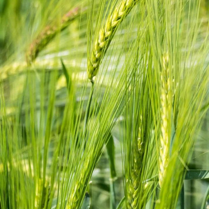 心若止水♥🇨🇳