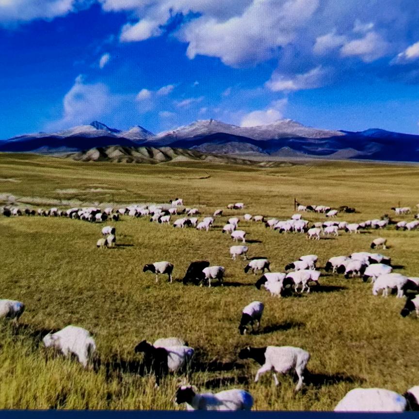 向阳而生🇨🇳🔱