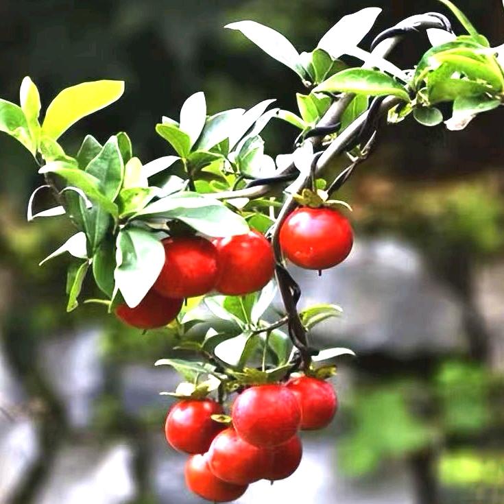 合川区九妹花卉生活坊