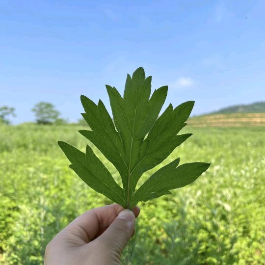 南阳艾香草