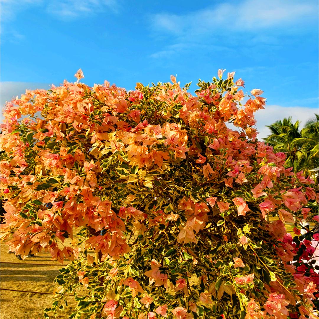 🍀山雨欲來風滿樓 🍀