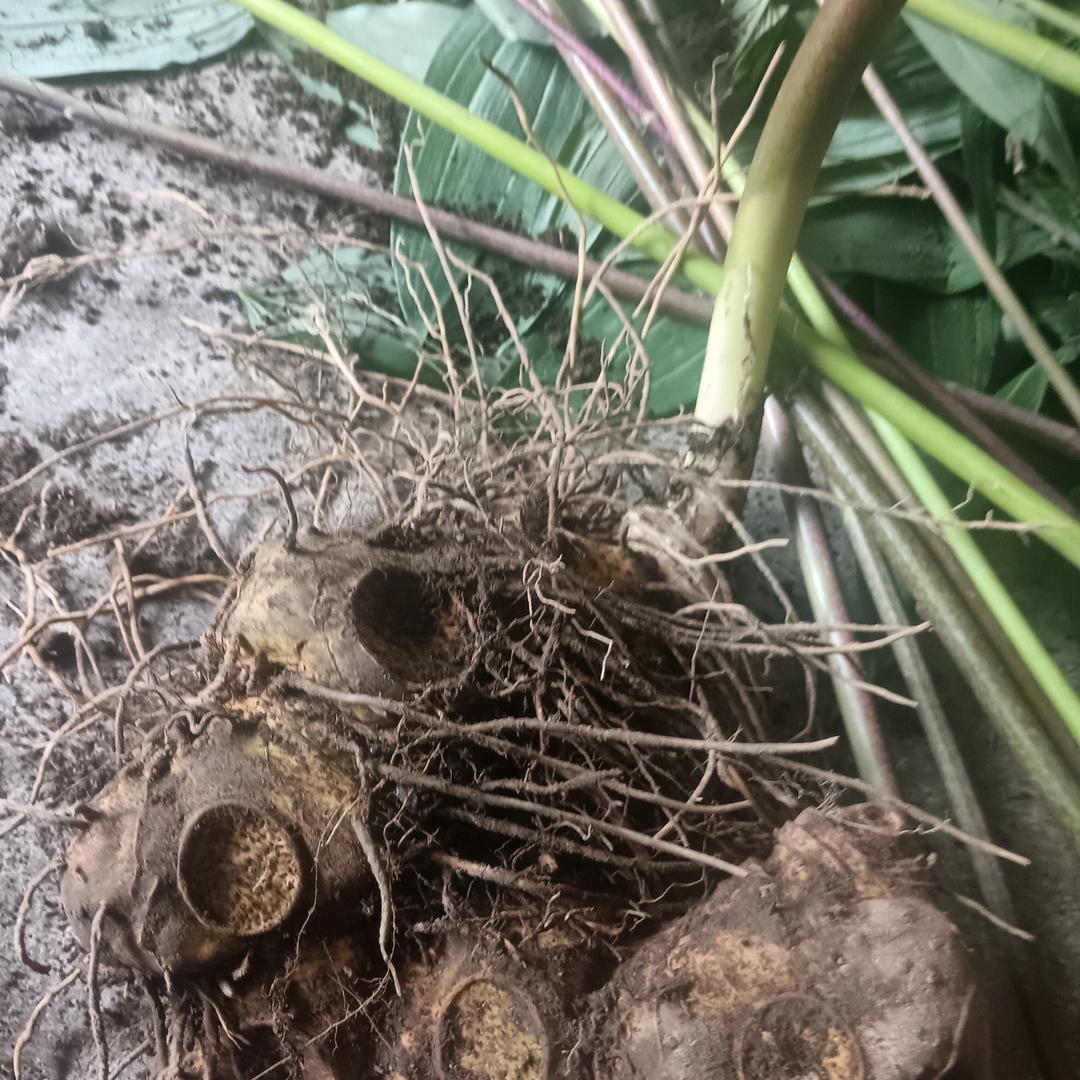 山野的风（野生黄精）