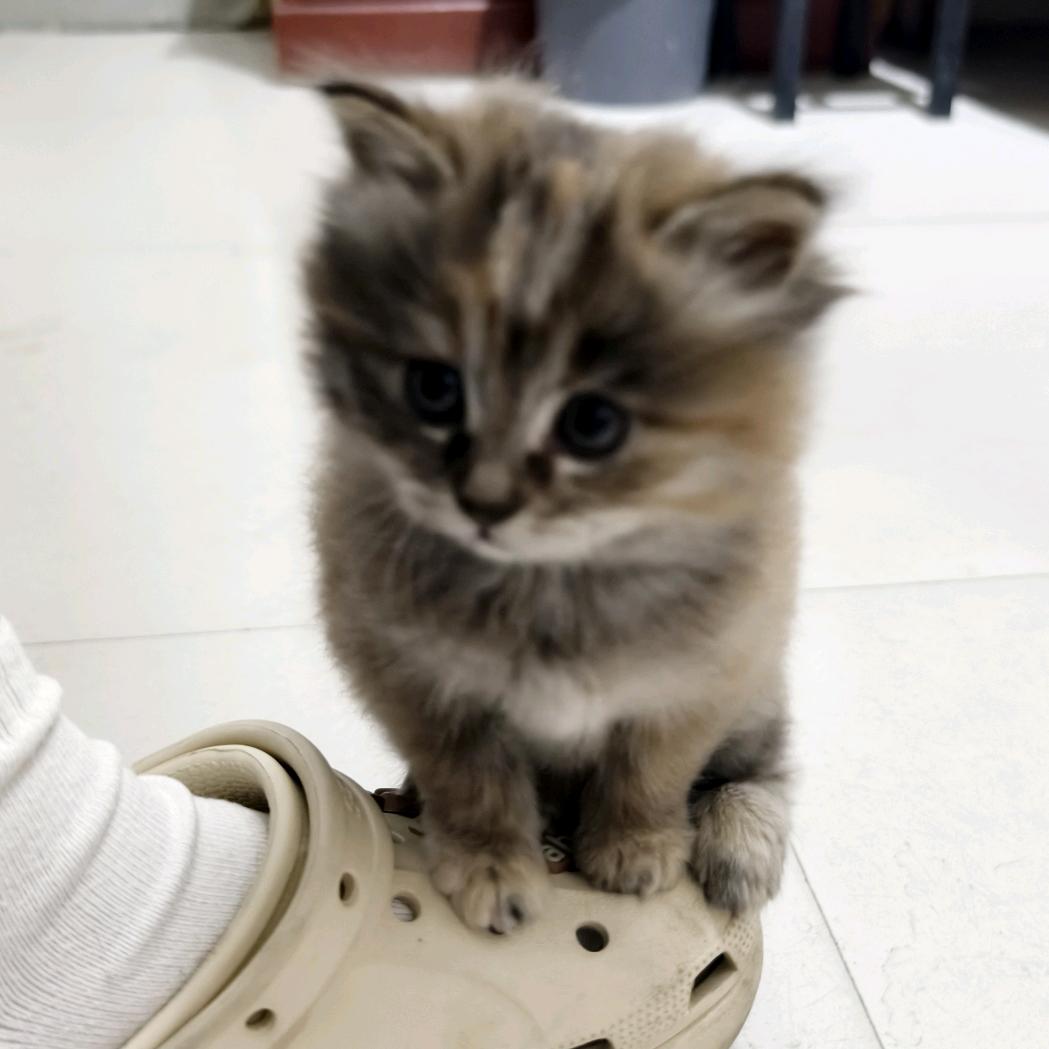 眉眉是只小美女