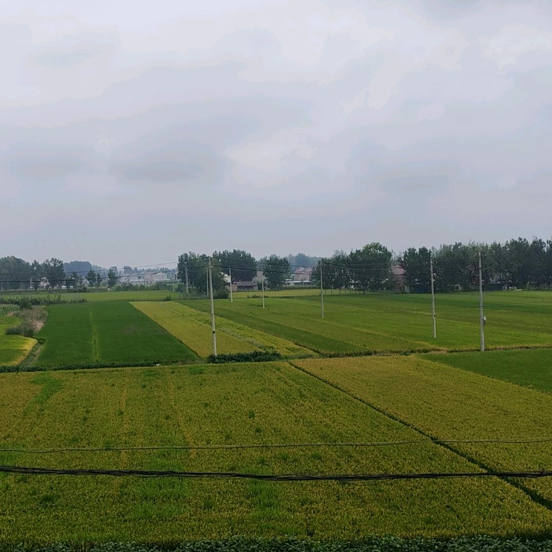 新知学校李老师