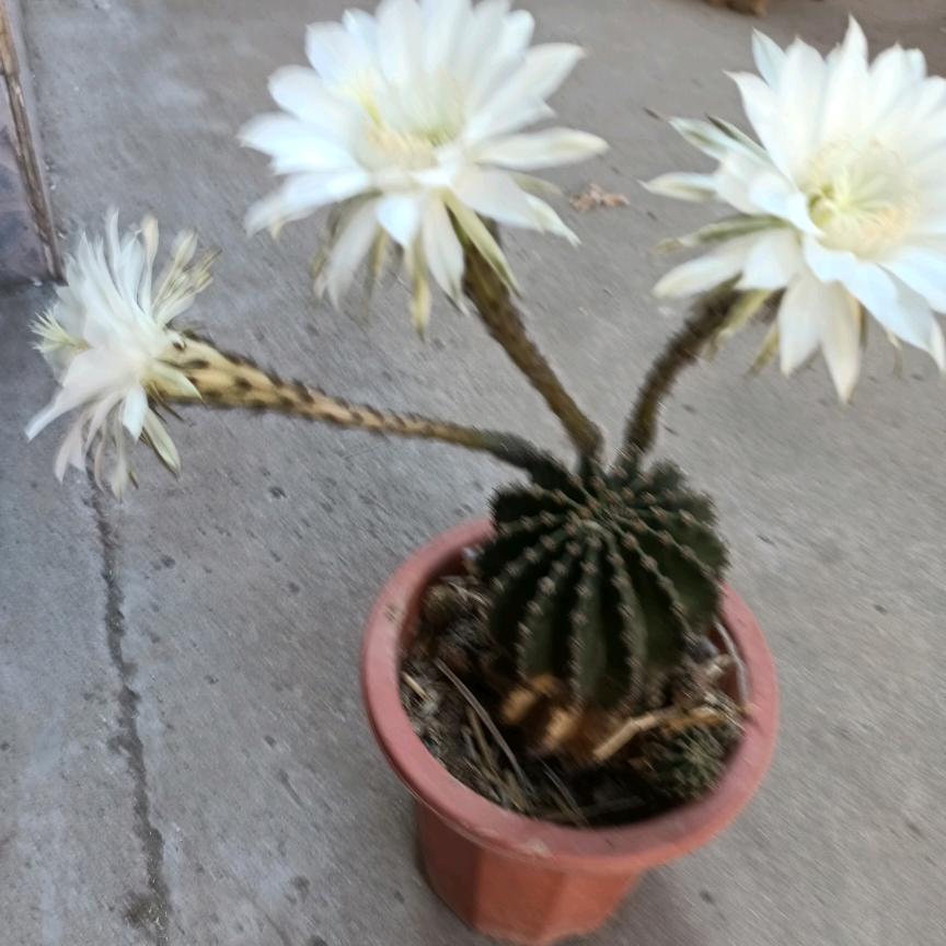 孟