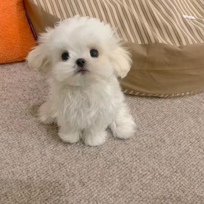 不要想