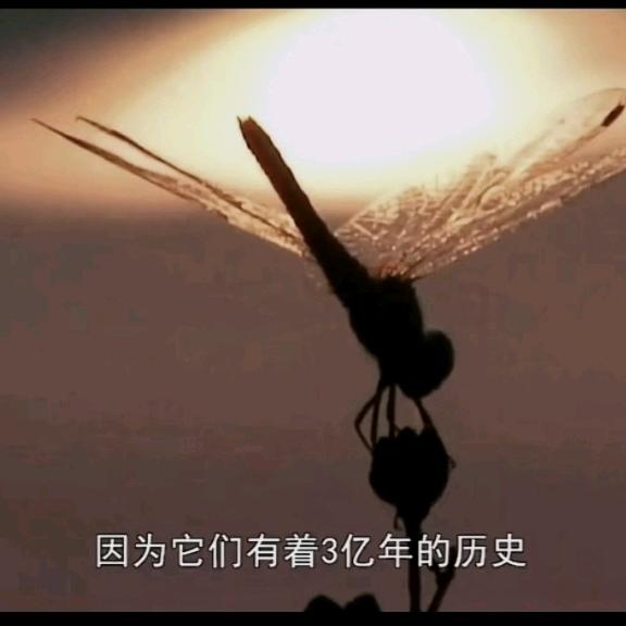 相非相