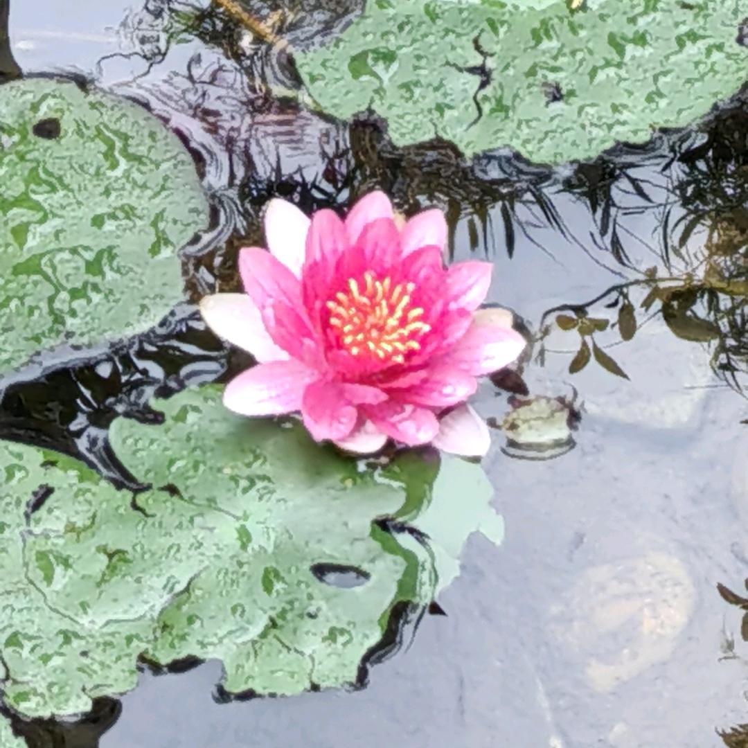 王金林