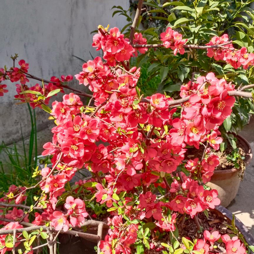 春暖花开