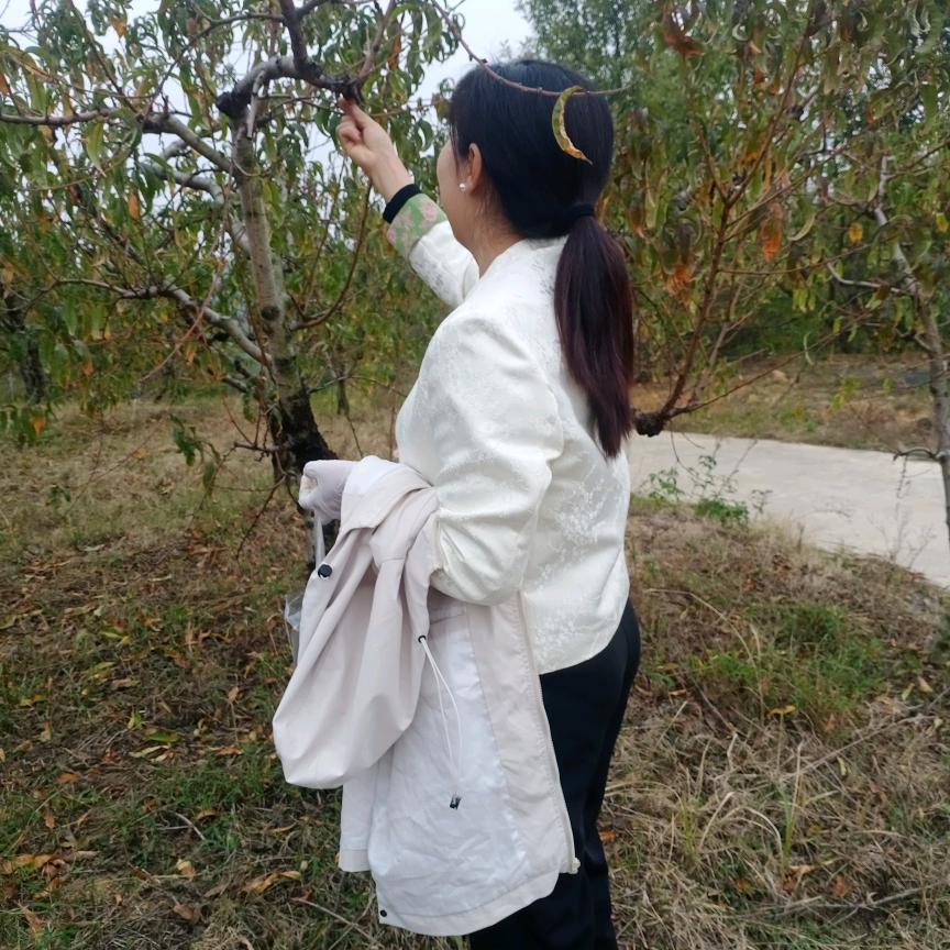 豆腐西施
