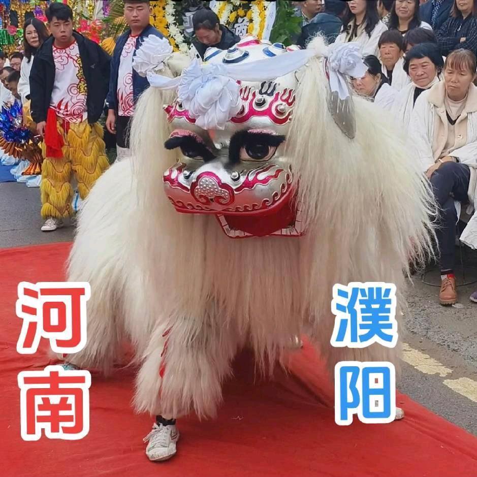 [河南]台前网红小白狮表演团(团长)
