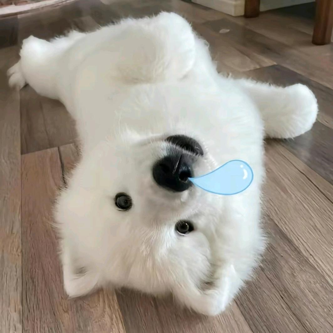 吃西红柿长大滴番茄🍅