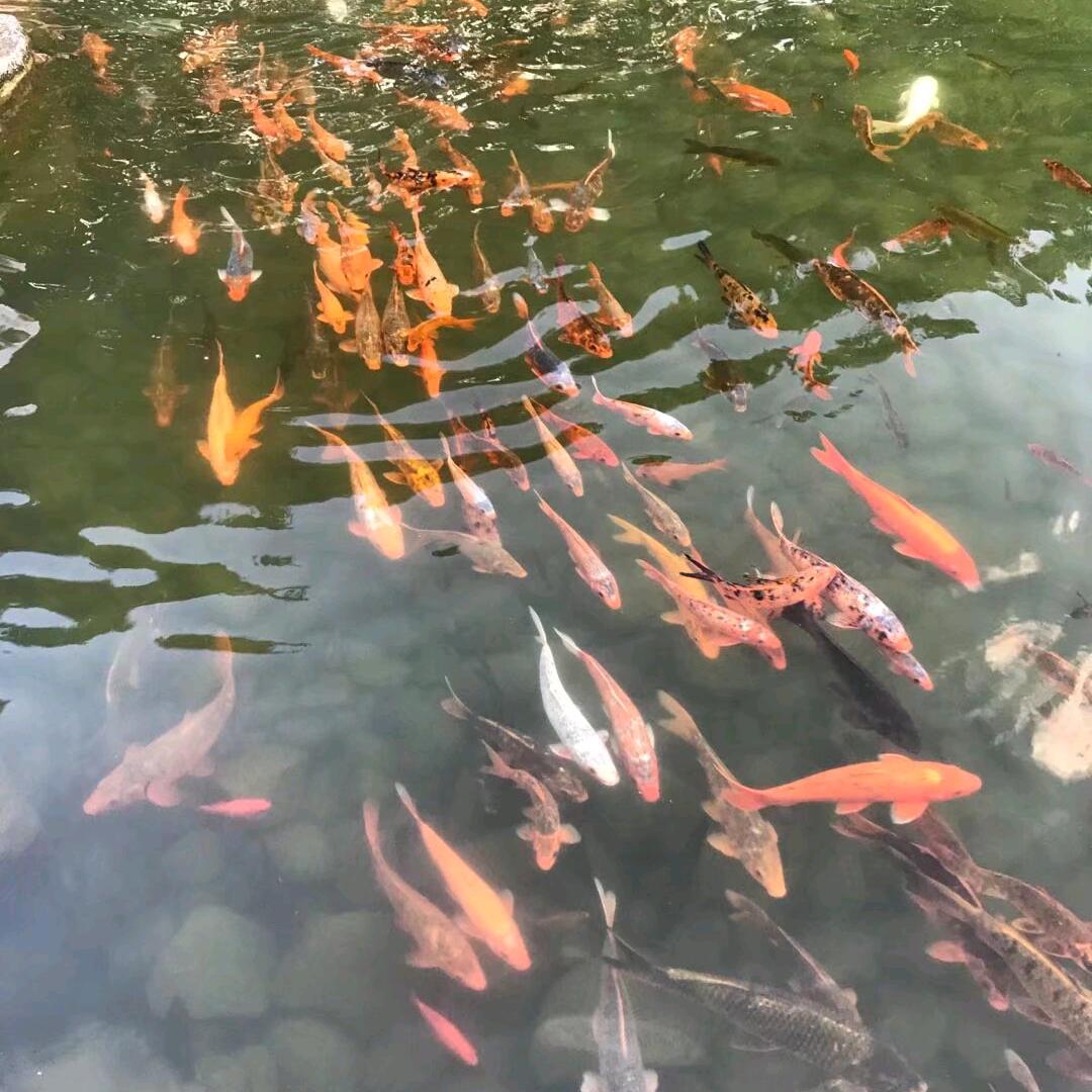 绝境重生