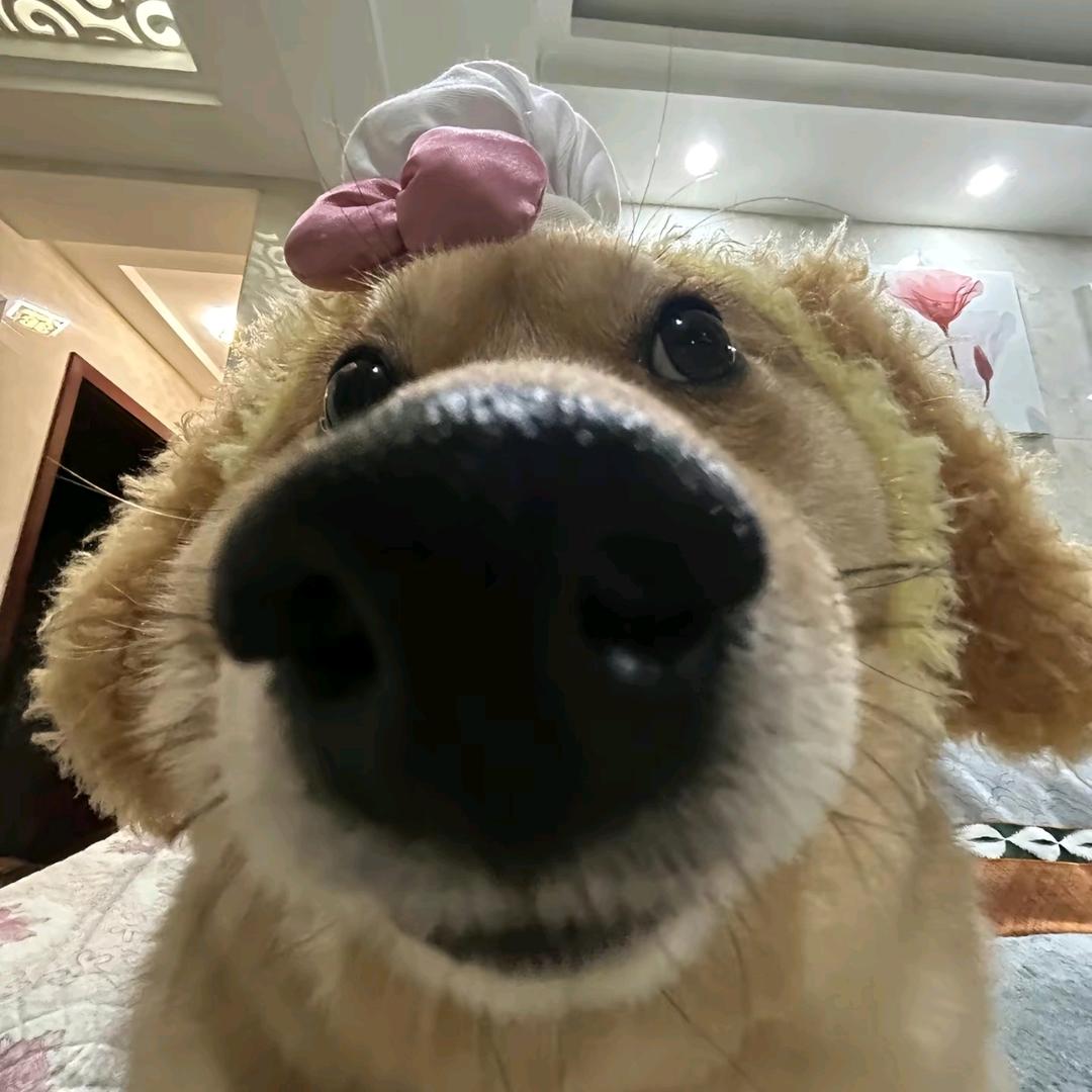 困困小狗💤