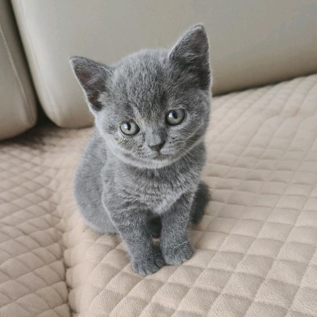 一个月蓝猫