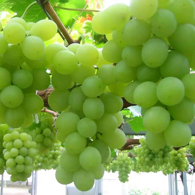 马陆葡萄御葡农场