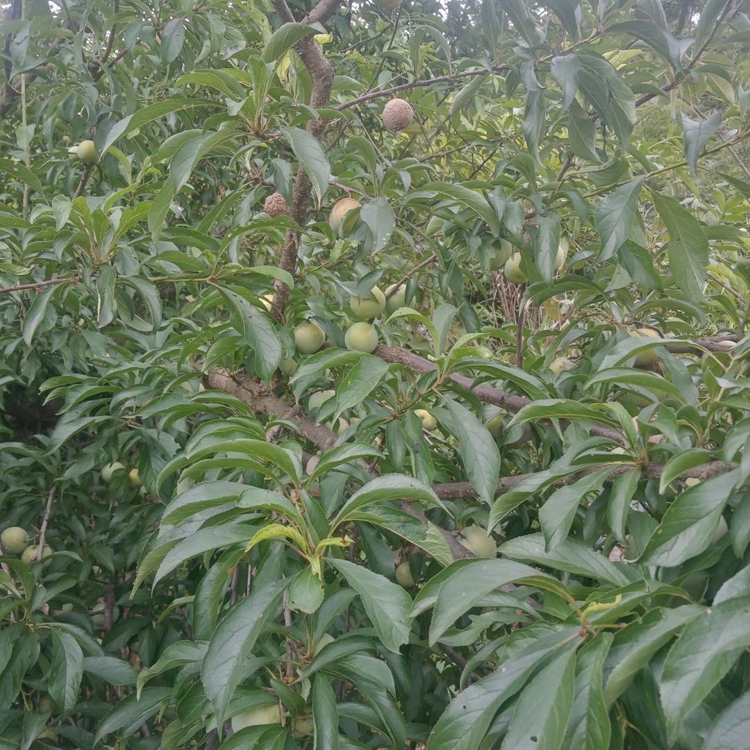错爱一生