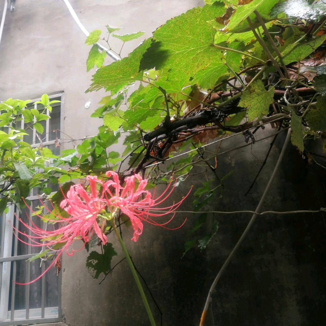 一个人听雨
