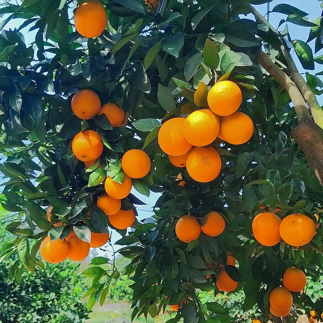 橙树