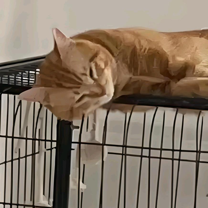 叮当猫