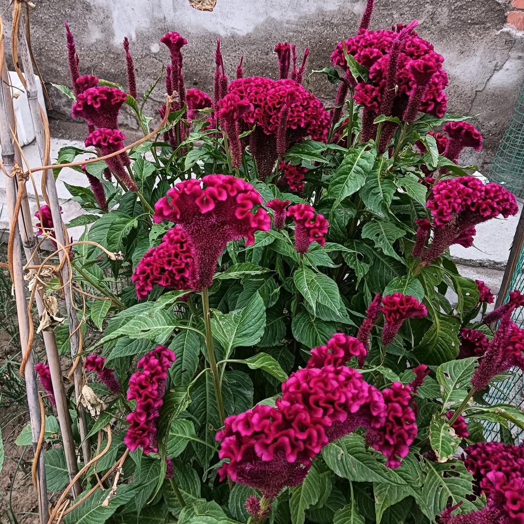 秋水伊人秋水伊人