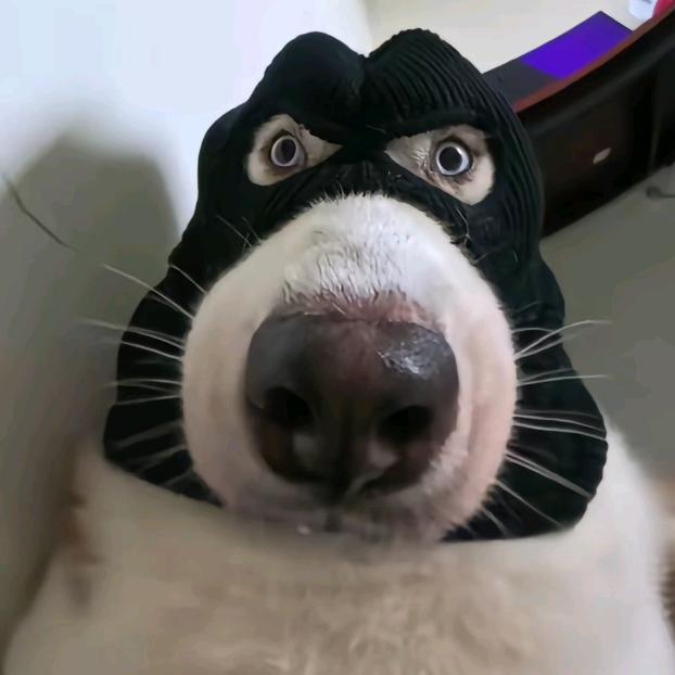 翊(●—●)