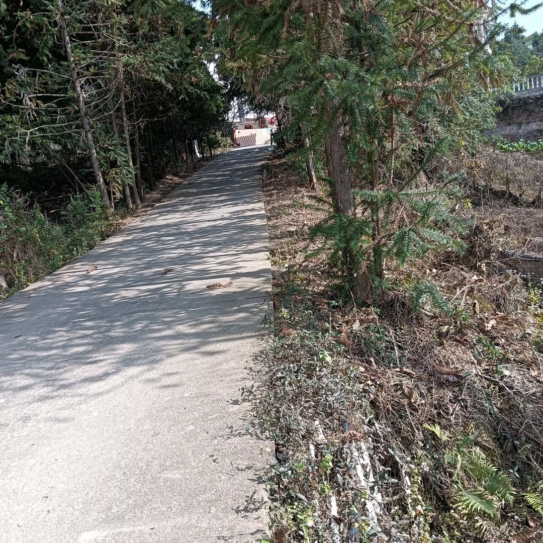 映山红