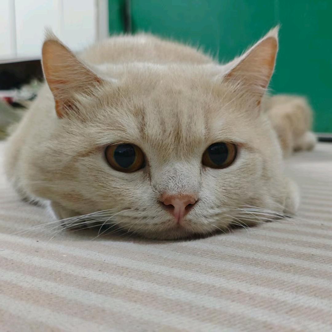 陷入猫窝de铲💩官