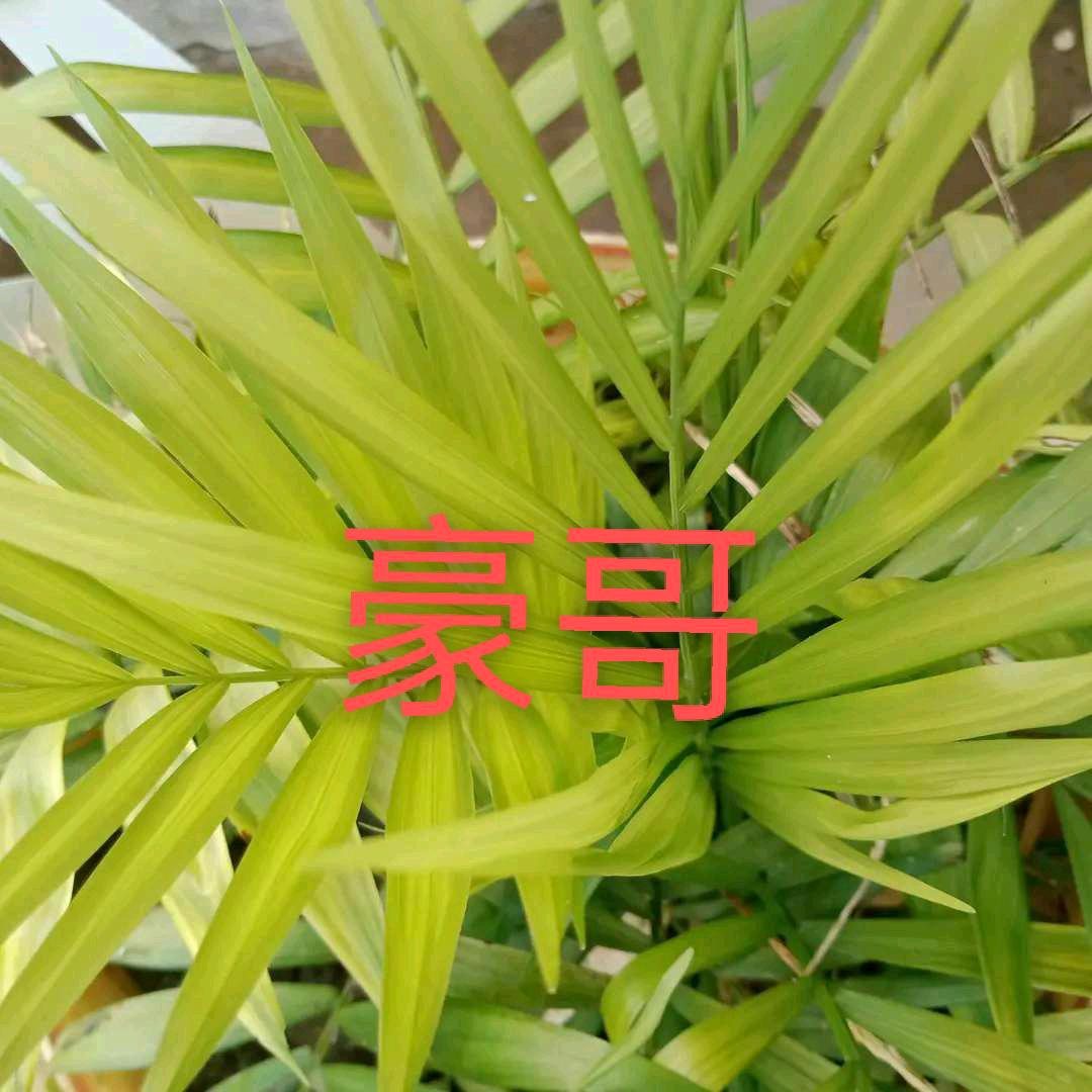 豪哥