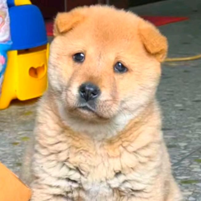 土狗研究生