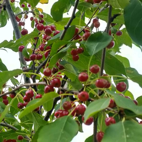 双丰公园歌友群