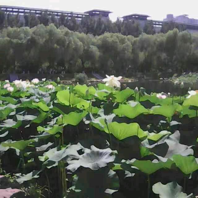 笑口常开