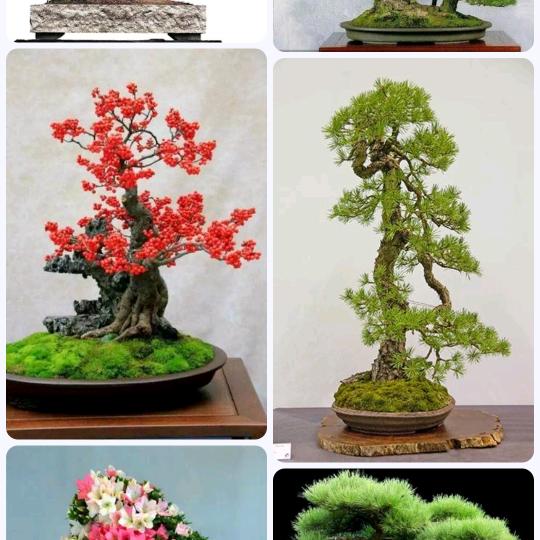 小周树桩盆景（海岛春花桅子花）