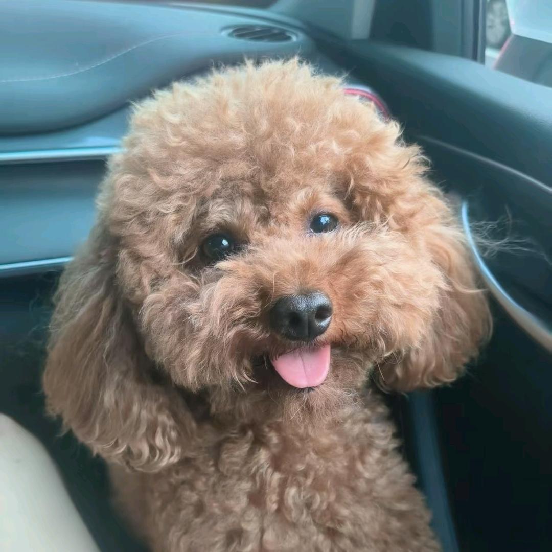 泡芙爹的幸福集成站