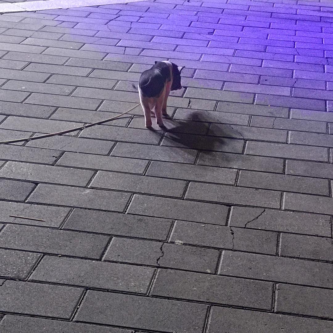 J(ꐦÒ‸Ó)你个老六
