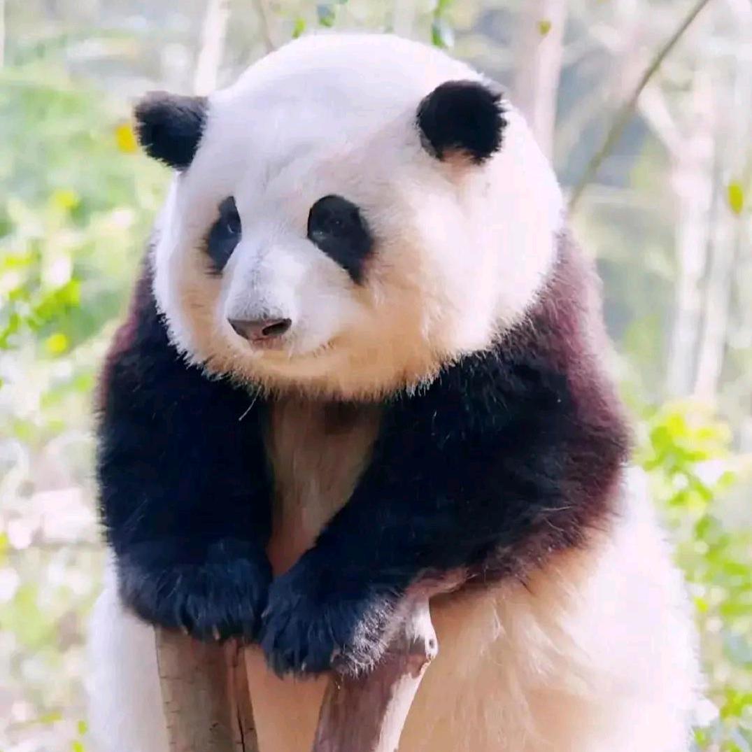 萌小七