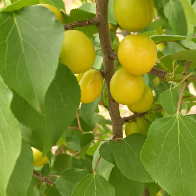 杨欣怡