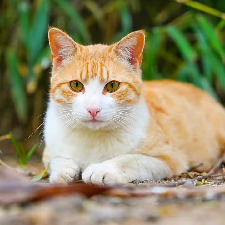 田园橘白猫