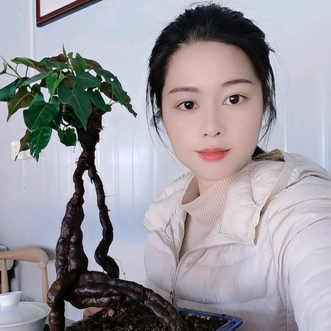 人参何首乌盆景大基地