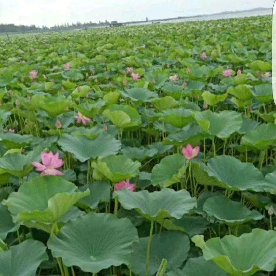 谁能理解我