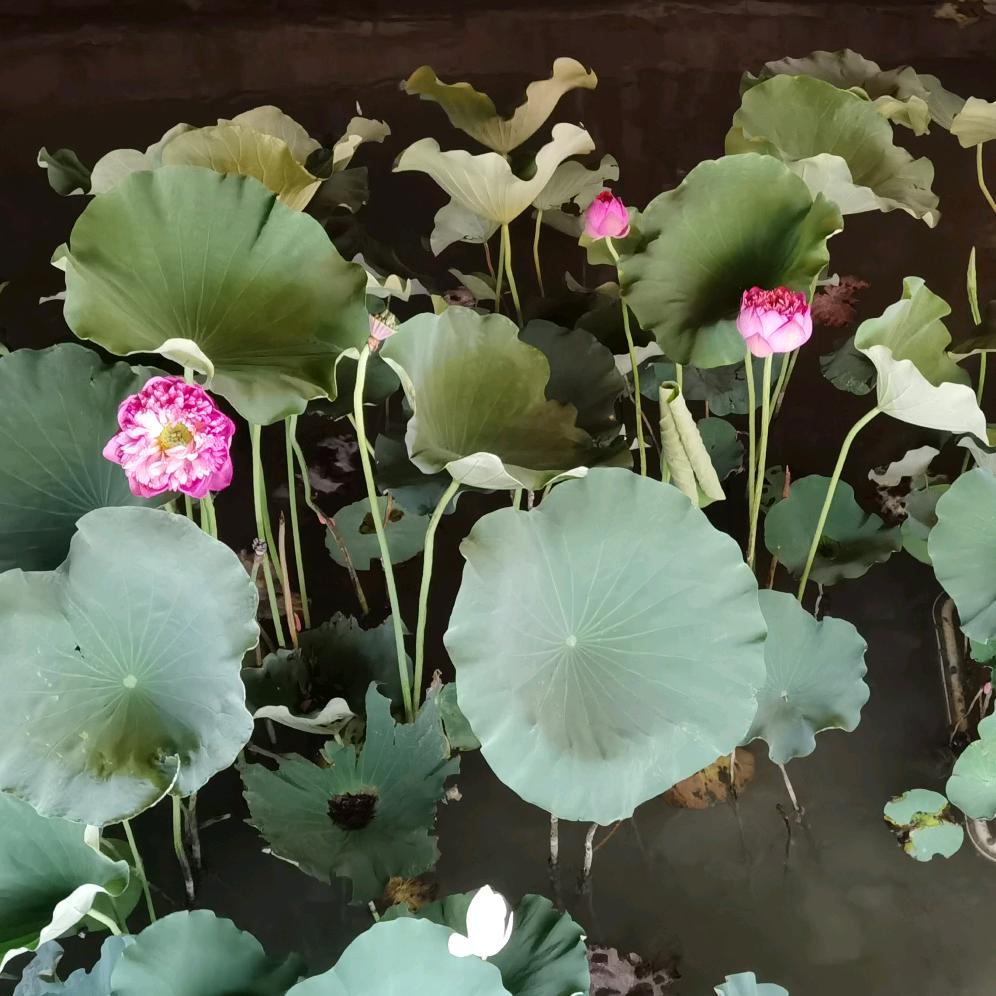 闽菱